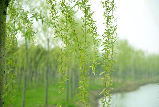 清明节习俗之插柳